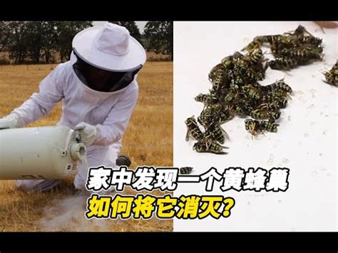 家裡外面有蜂窩|蜂窩危機！自保全攻略